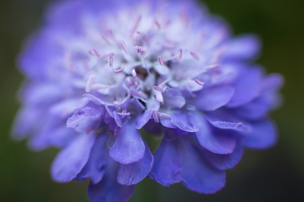 Pincushion Flower | Neely Wang Photography