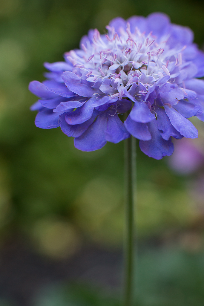 Butterfly Blue | Pincushion Flower | Neely Wang Photography